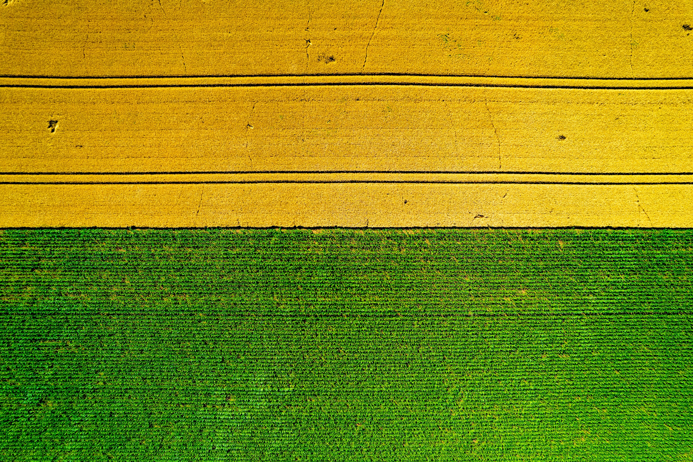 Agriculture field
